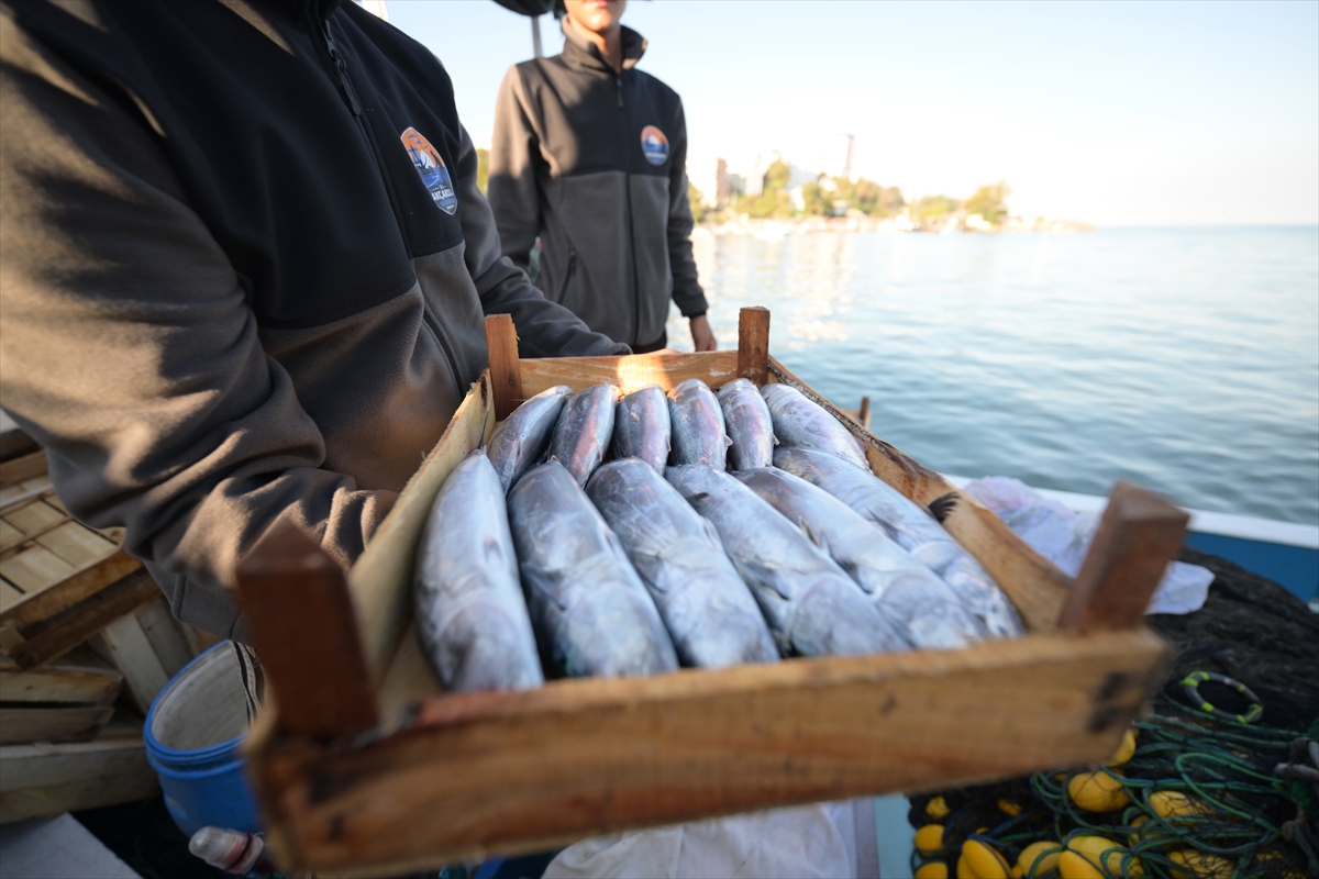 Akçakoca balıkçıları: Karadeniz'de palamut avı bereketli başladı