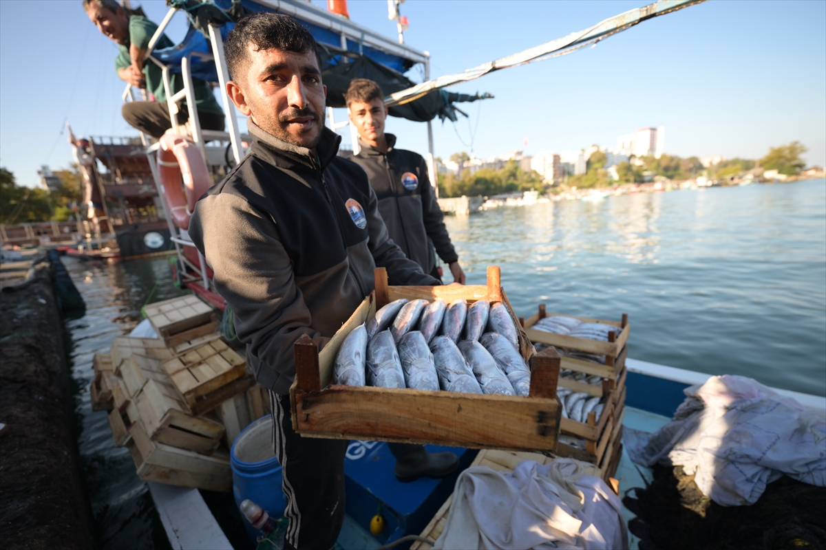 Akçakoca balıkçıları: Karadeniz'de palamut avı bereketli başladı