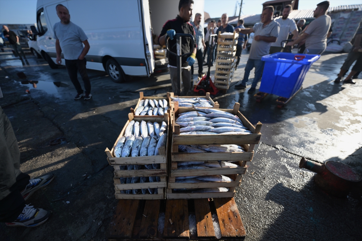 Akçakoca balıkçıları: Karadeniz'de palamut avı bereketli başladı