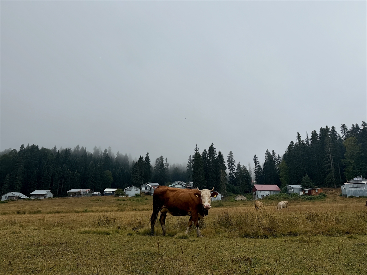 Düzce yaylaları yangın tedbirleriyle sakin bir yaz geçirdi