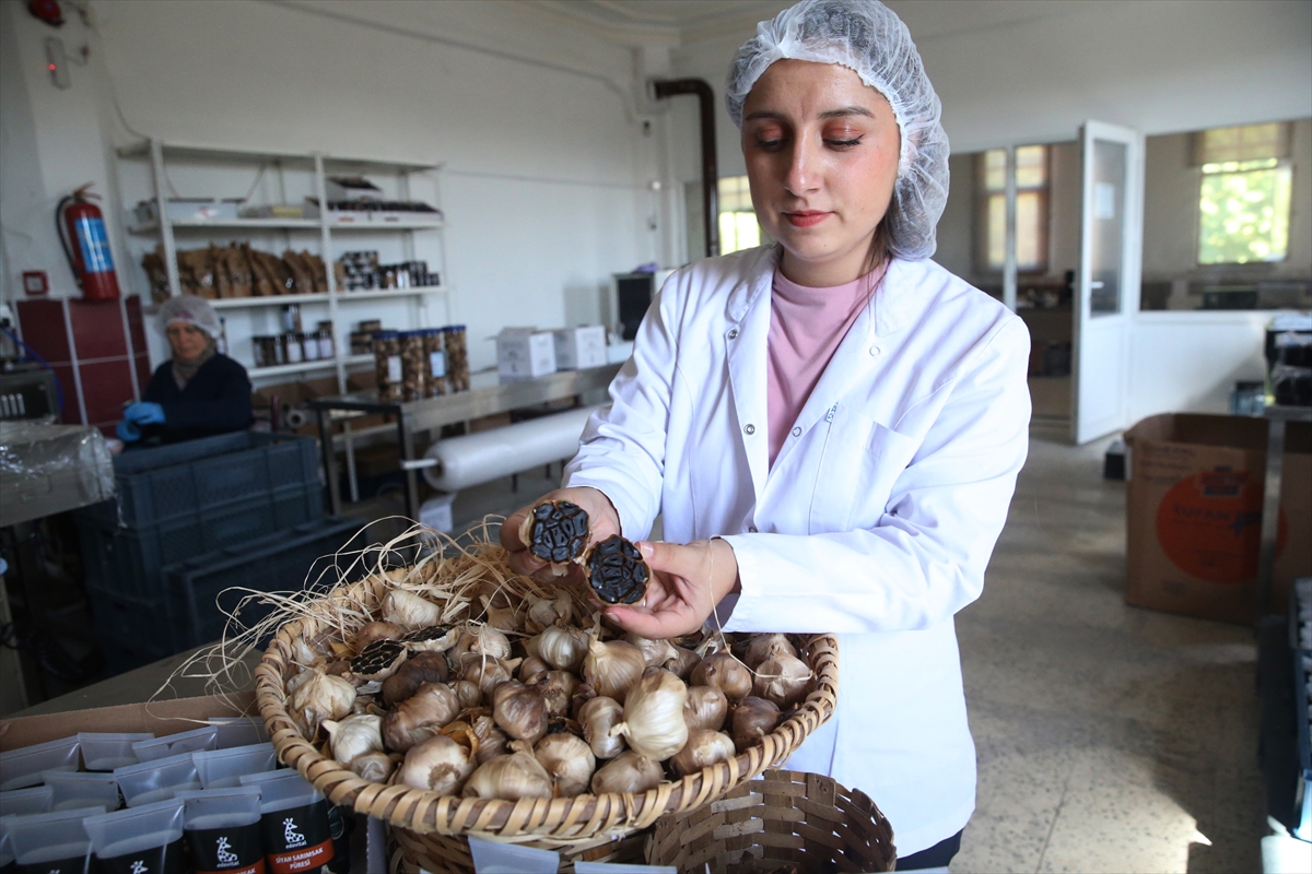 Coğrafi işaretli Taşköprü sarımsağından siyah püre üretti