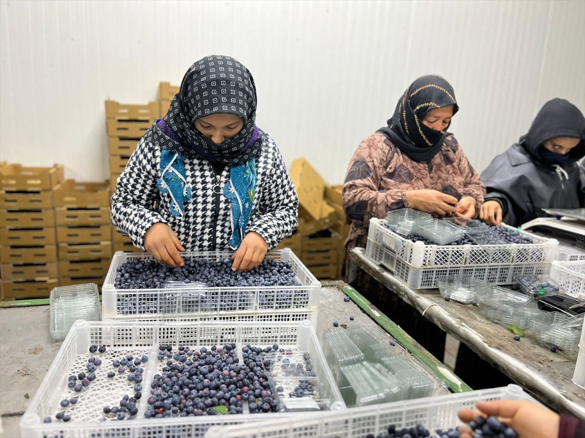 Çin'den döndü, ailesinin atıl arazisini "ihracat" bahçesine dönüştürdü