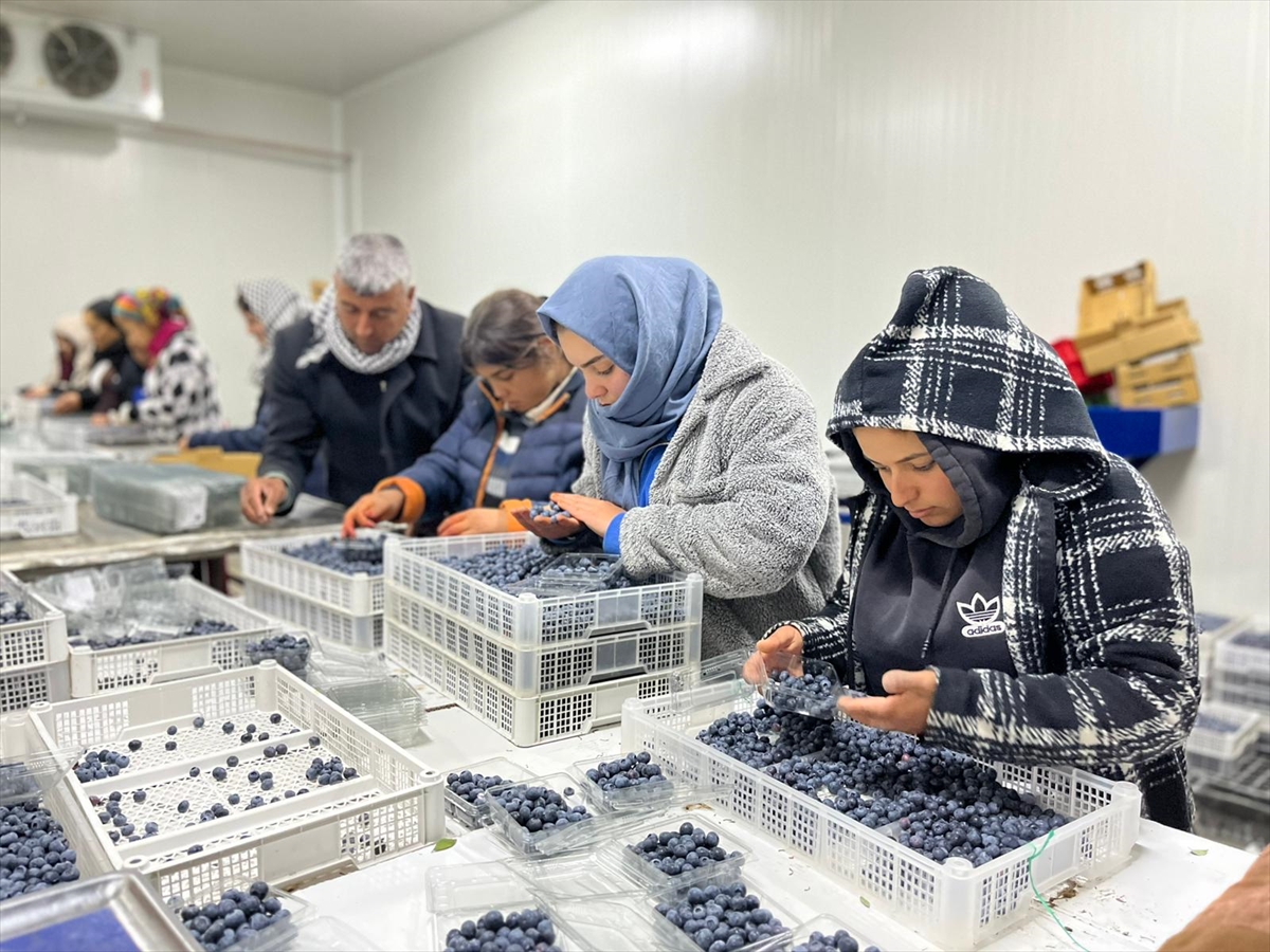 Çin'den döndü, ailesinin atıl arazisini "ihracat" bahçesine dönüştürdü