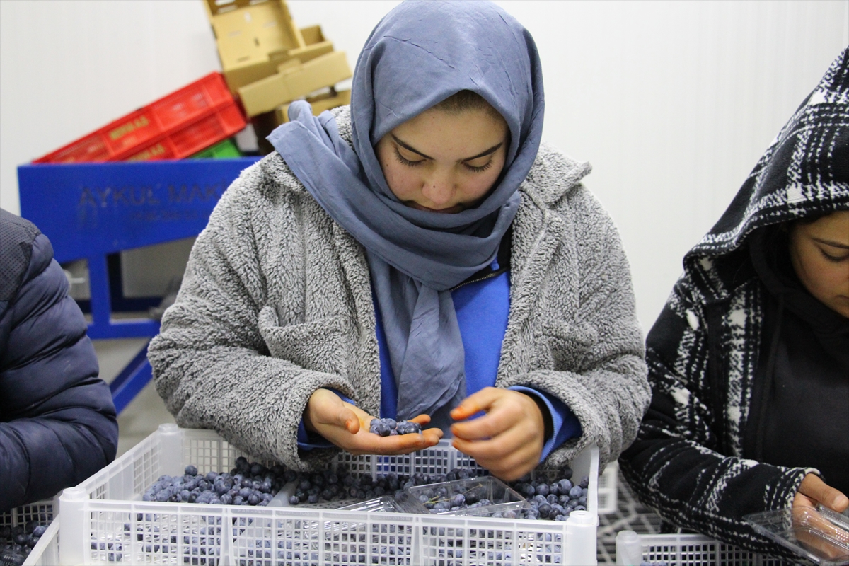 Çin'den döndü, ailesinin atıl arazisini "ihracat" bahçesine dönüştürdü