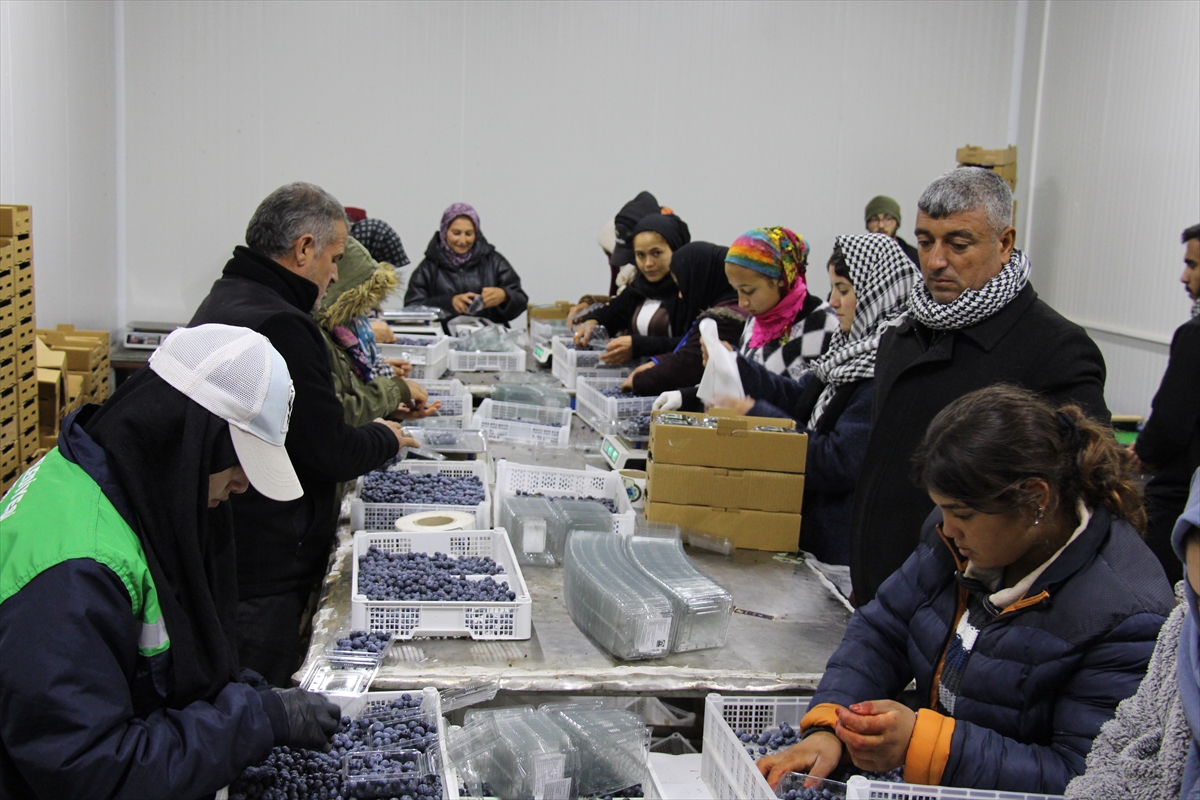 Çin'den döndü, ailesinin atıl arazisini "ihracat" bahçesine dönüştürdü