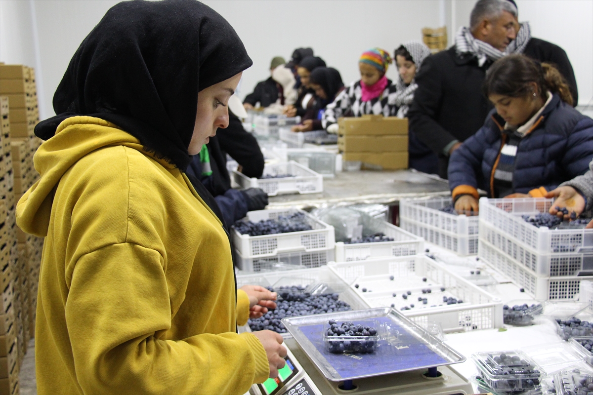 Çin'den döndü, ailesinin atıl arazisini "ihracat" bahçesine dönüştürdü