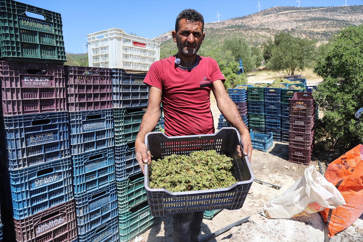 Mersin Mut'ta Üzümler Geleneksel Yöntemle Pekmeze Dönüşüyor