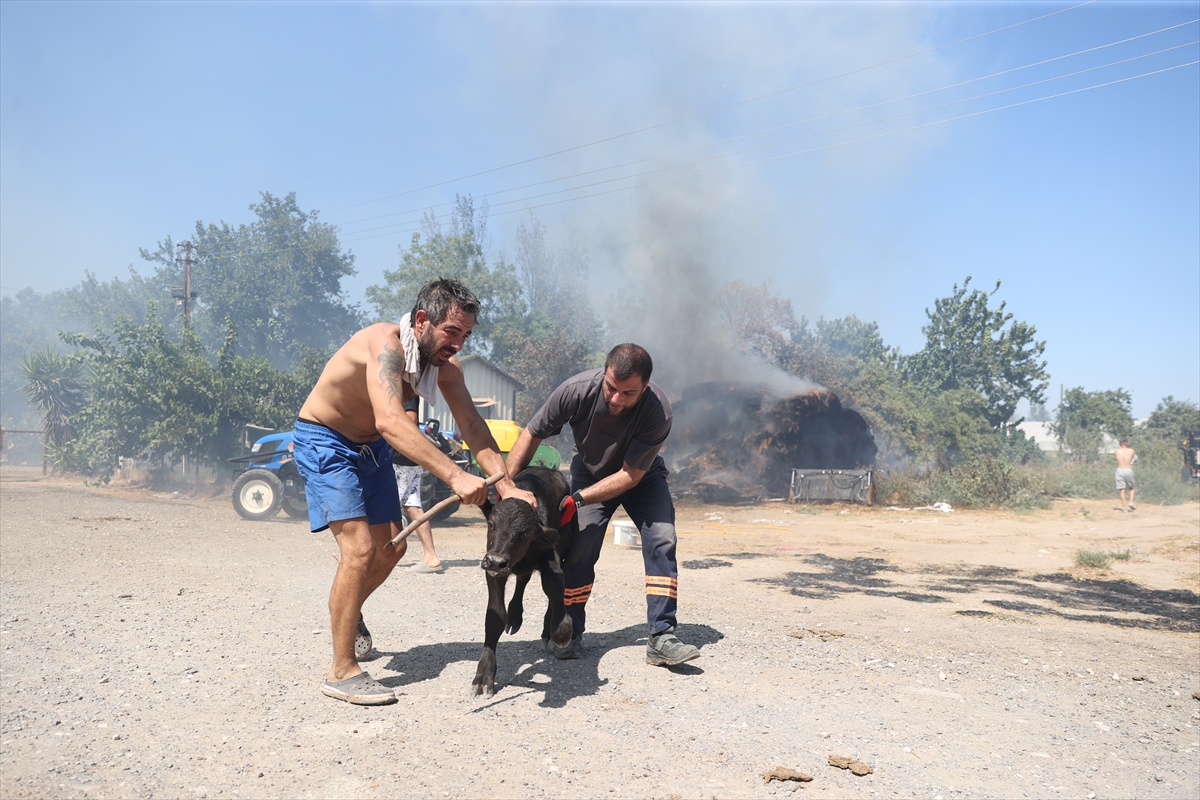 Antalya'da yangın: Sera ve çiftlikteki alevler kontrol altında