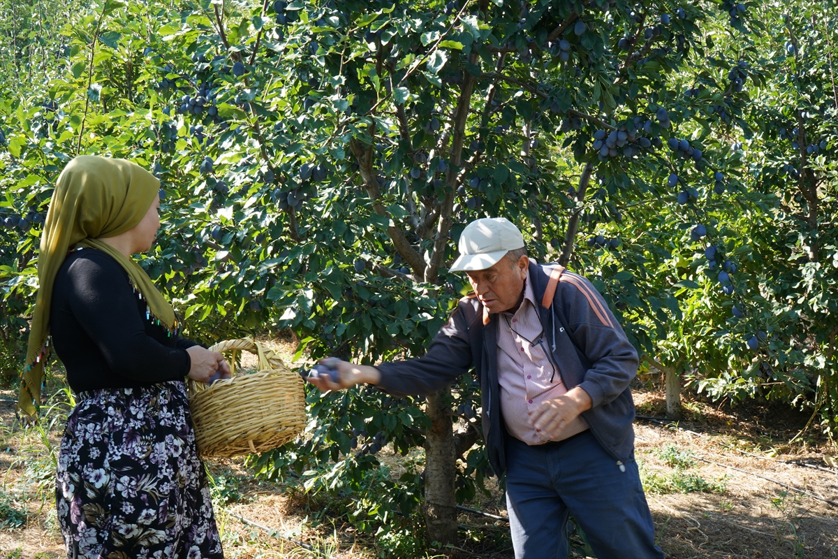 Çiftçi Cengiz Acar: Mürdüm eriği Isparta'da verimli alternatif