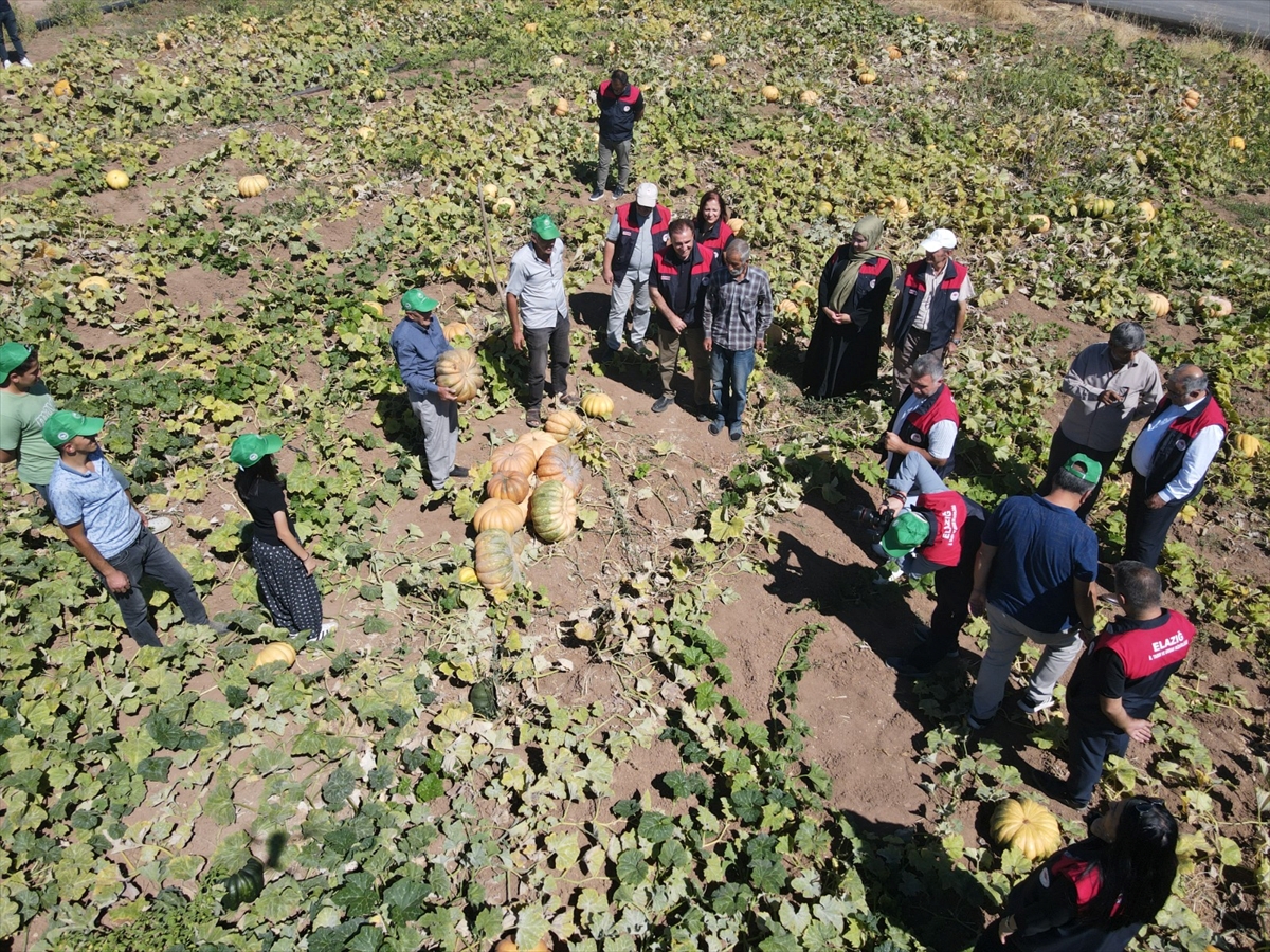 Elazığ'da bal kabağı hasadı başladı: 4 bin ton rekolte bekleniyor