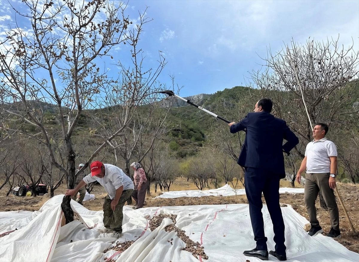Datça'da badem hasadı başladı: Kaymakam Atıcı üreticilerle