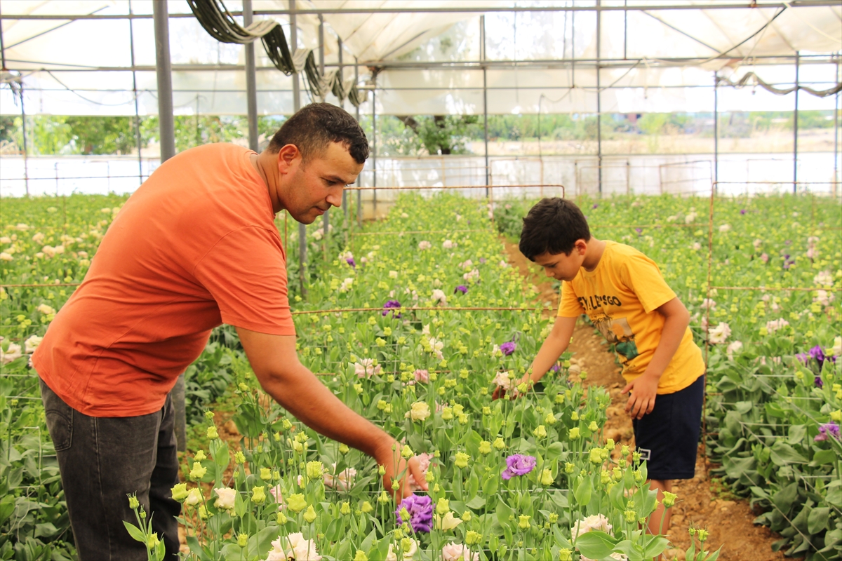Mehmet Bulgan: Lisianthus çiçeğini Avrupa'ya ihraç ediyor