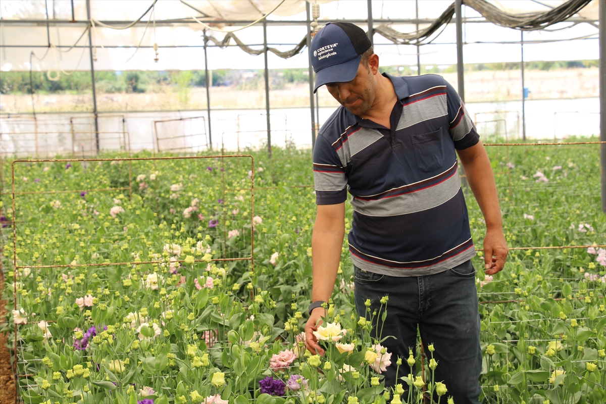 Mehmet Bulgan: Lisianthus çiçeğini Avrupa'ya ihraç ediyor