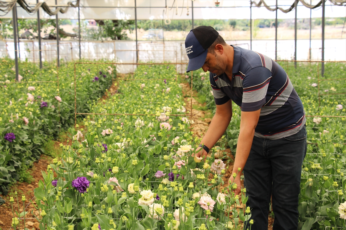 Mehmet Bulgan: Lisianthus çiçeğini Avrupa'ya ihraç ediyor