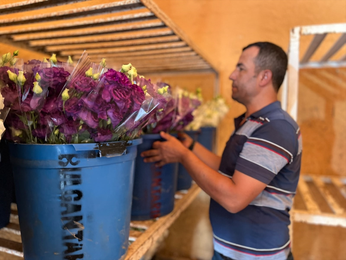 Mehmet Bulgan: Lisianthus çiçeğini Avrupa'ya ihraç ediyor
