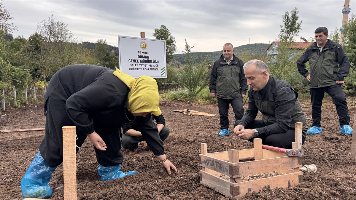 Salep üretimi orman köylülerine alternatif gelir