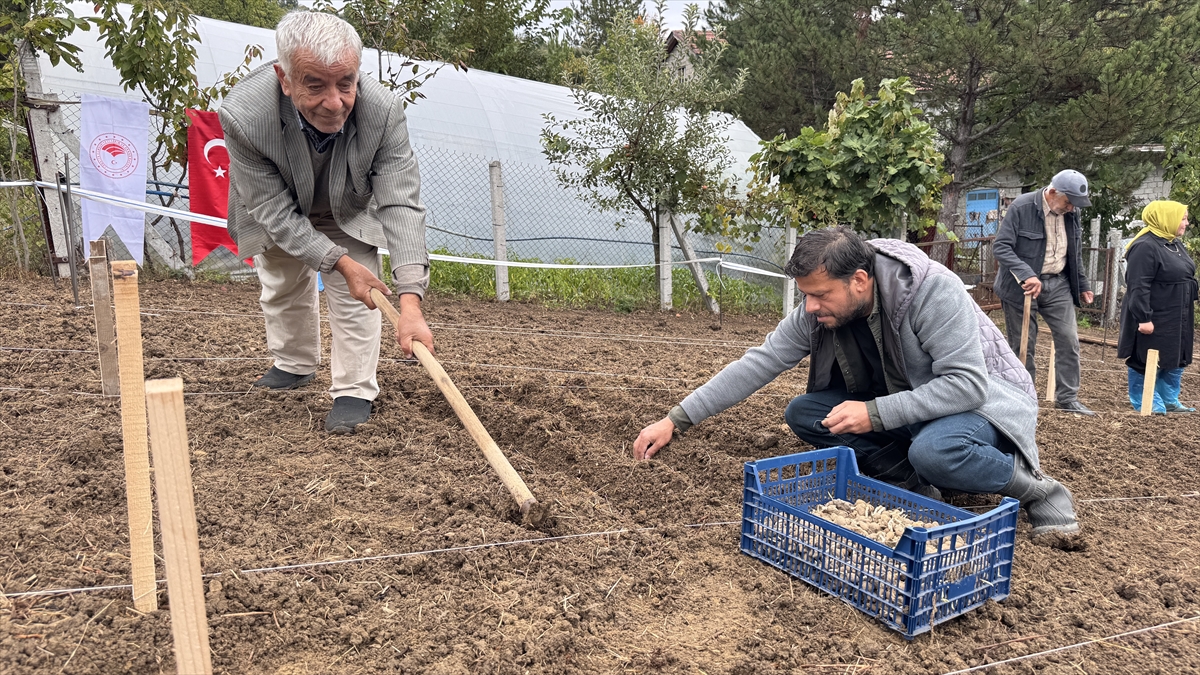 Salep üretimi orman köylülerine alternatif gelir