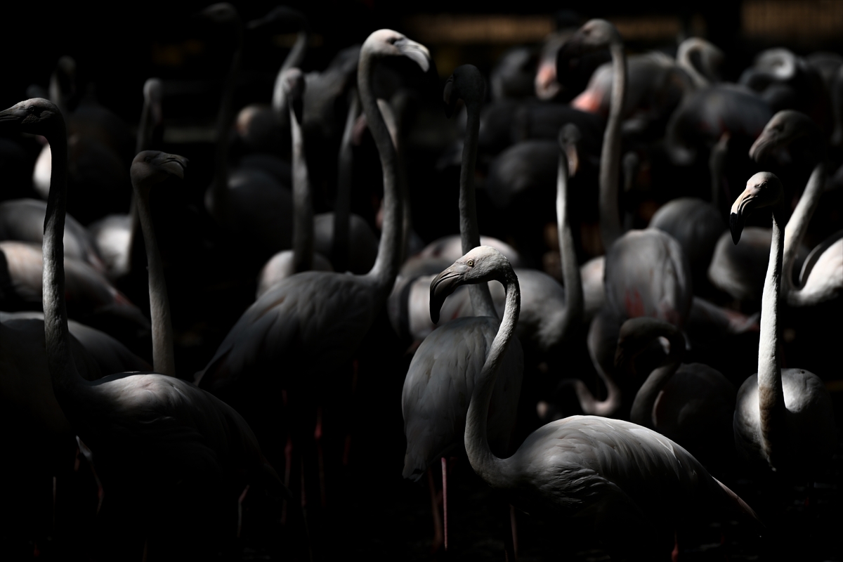 Gaziantep Doğal Yaşam Parkı'nda flamingo sayısı 52'ye ulaştı