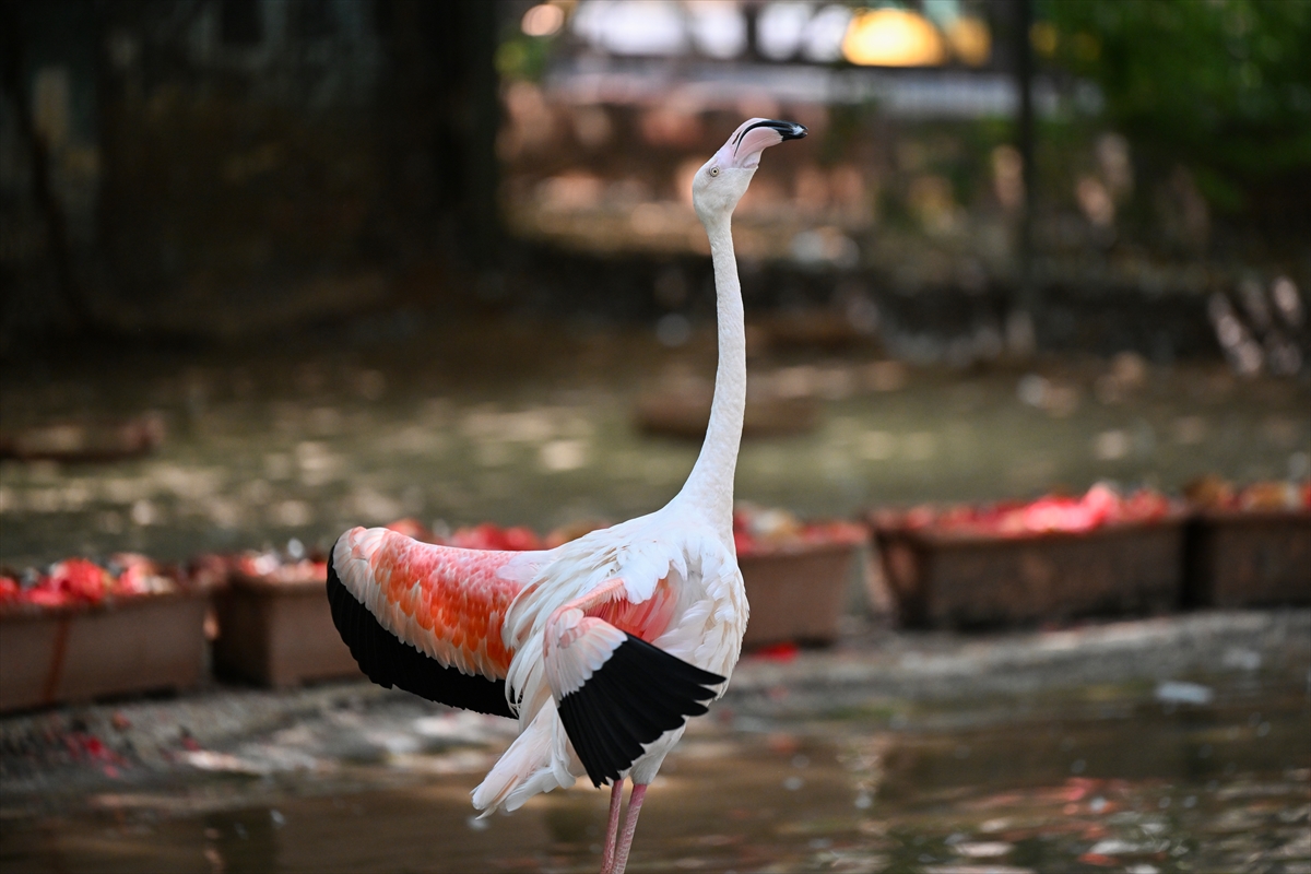 Gaziantep Doğal Yaşam Parkı'nda flamingo sayısı 52'ye ulaştı