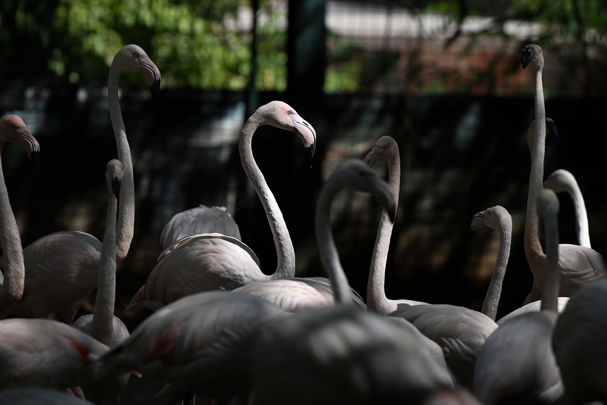 Gaziantep Doğal Yaşam Parkı'nda flamingo sayısı 52'ye ulaştı