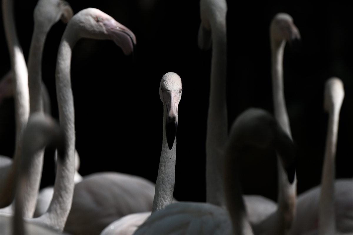 Gaziantep Doğal Yaşam Parkı'nda flamingo sayısı 52'ye ulaştı