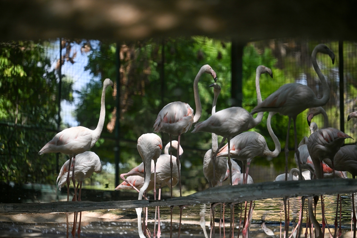 Gaziantep Doğal Yaşam Parkı'nda flamingo sayısı 52'ye ulaştı