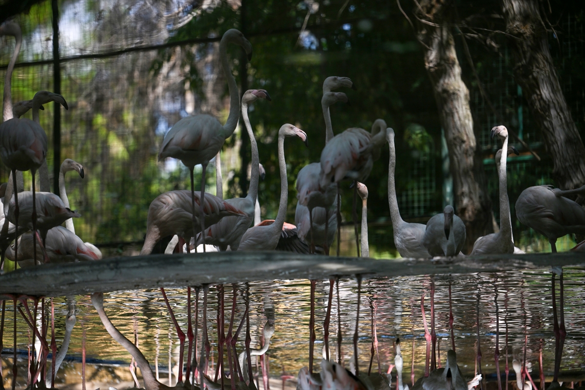 Gaziantep Doğal Yaşam Parkı'nda flamingo sayısı 52'ye ulaştı