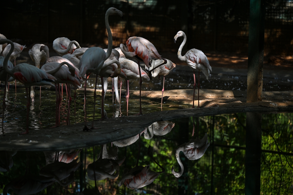 Gaziantep Doğal Yaşam Parkı'nda flamingo sayısı 52'ye ulaştı