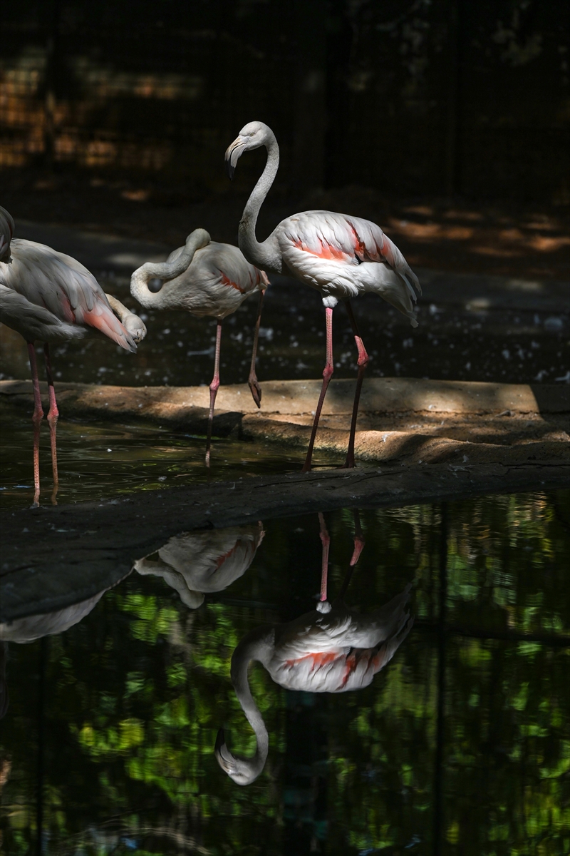 Gaziantep Doğal Yaşam Parkı'nda flamingo sayısı 52'ye ulaştı
