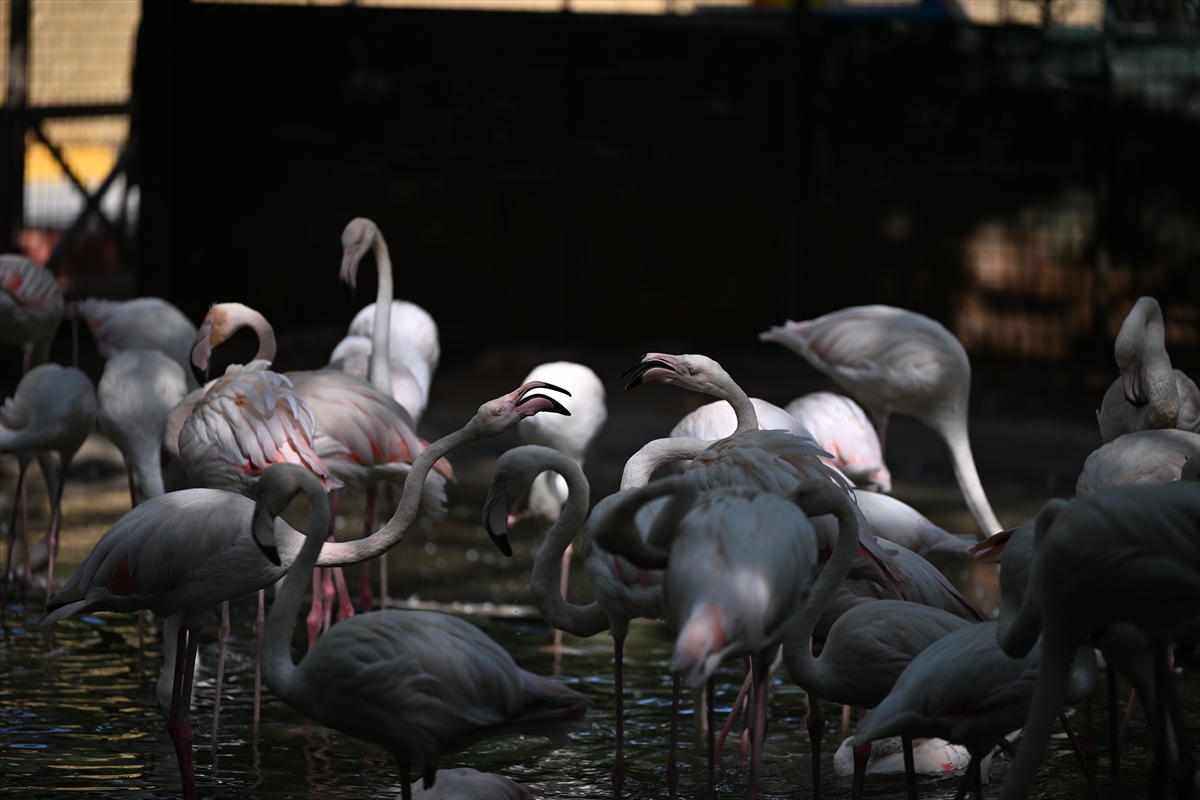 Gaziantep Doğal Yaşam Parkı'nda flamingo sayısı 52'ye ulaştı