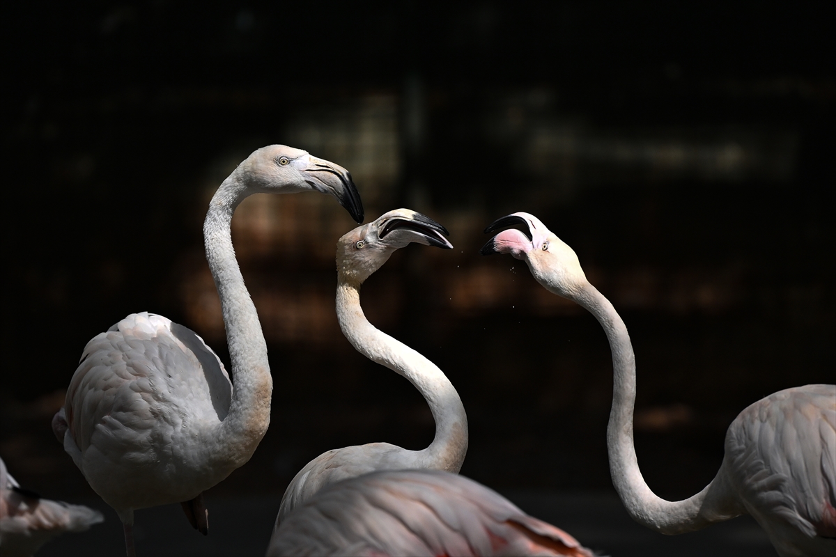 Gaziantep Doğal Yaşam Parkı'nda flamingo sayısı 52'ye ulaştı