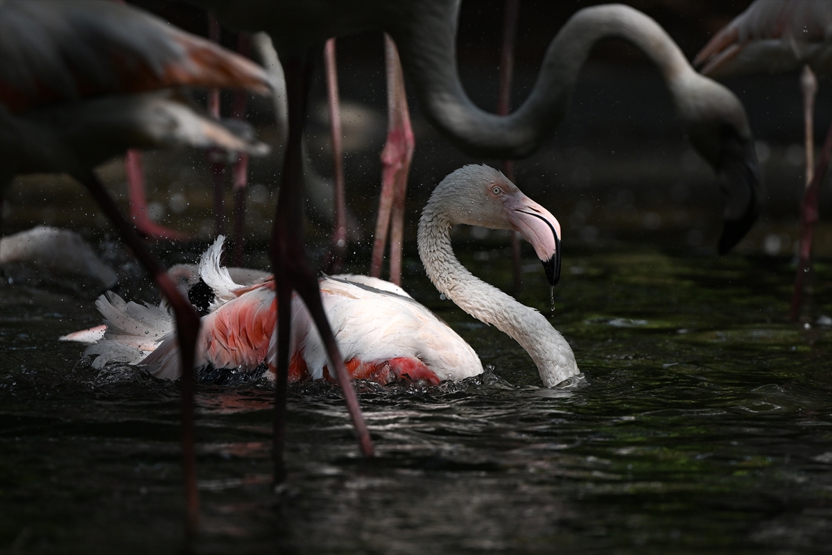 Gaziantep Doğal Yaşam Parkı'nda flamingo sayısı 52'ye ulaştı
