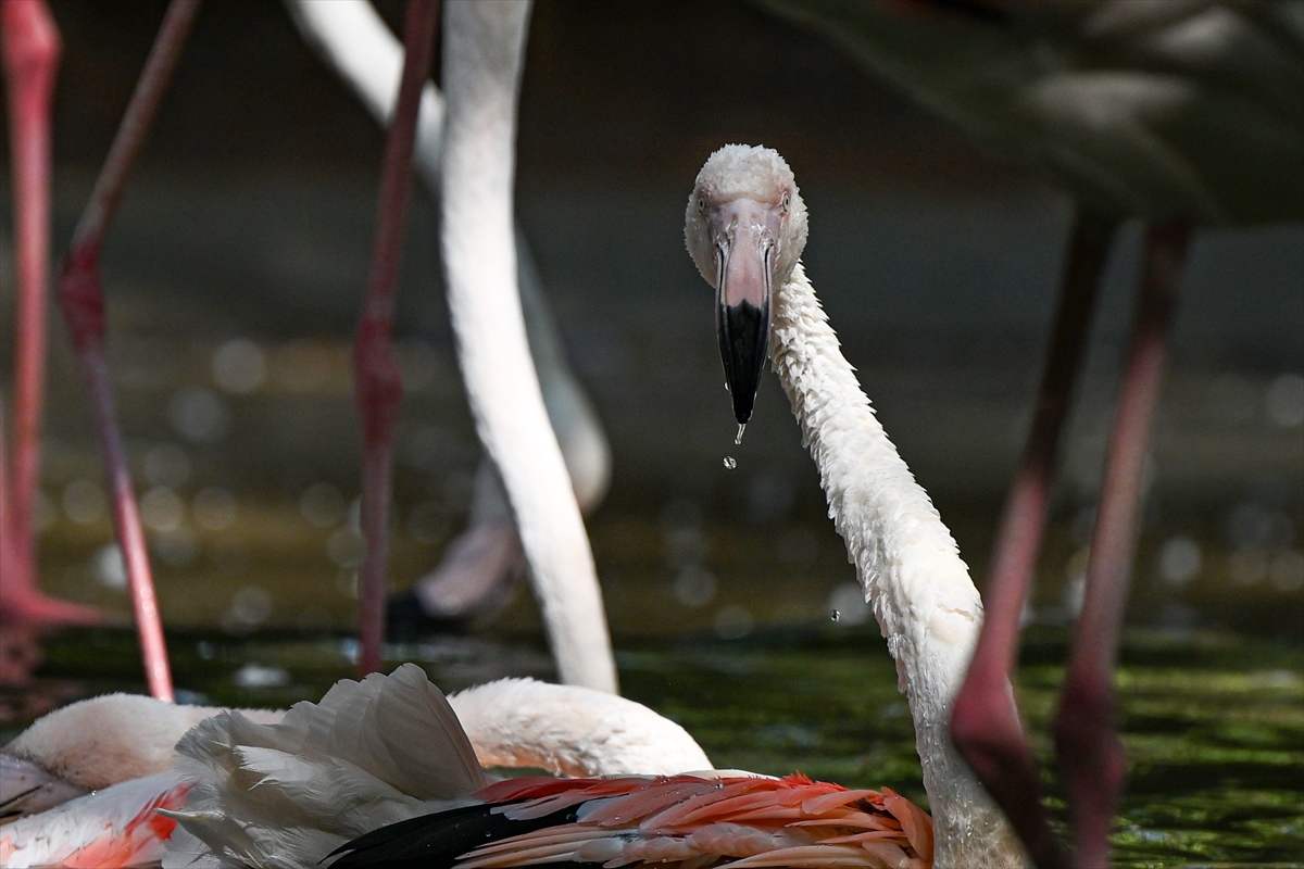 Gaziantep Doğal Yaşam Parkı'nda flamingo sayısı 52'ye ulaştı