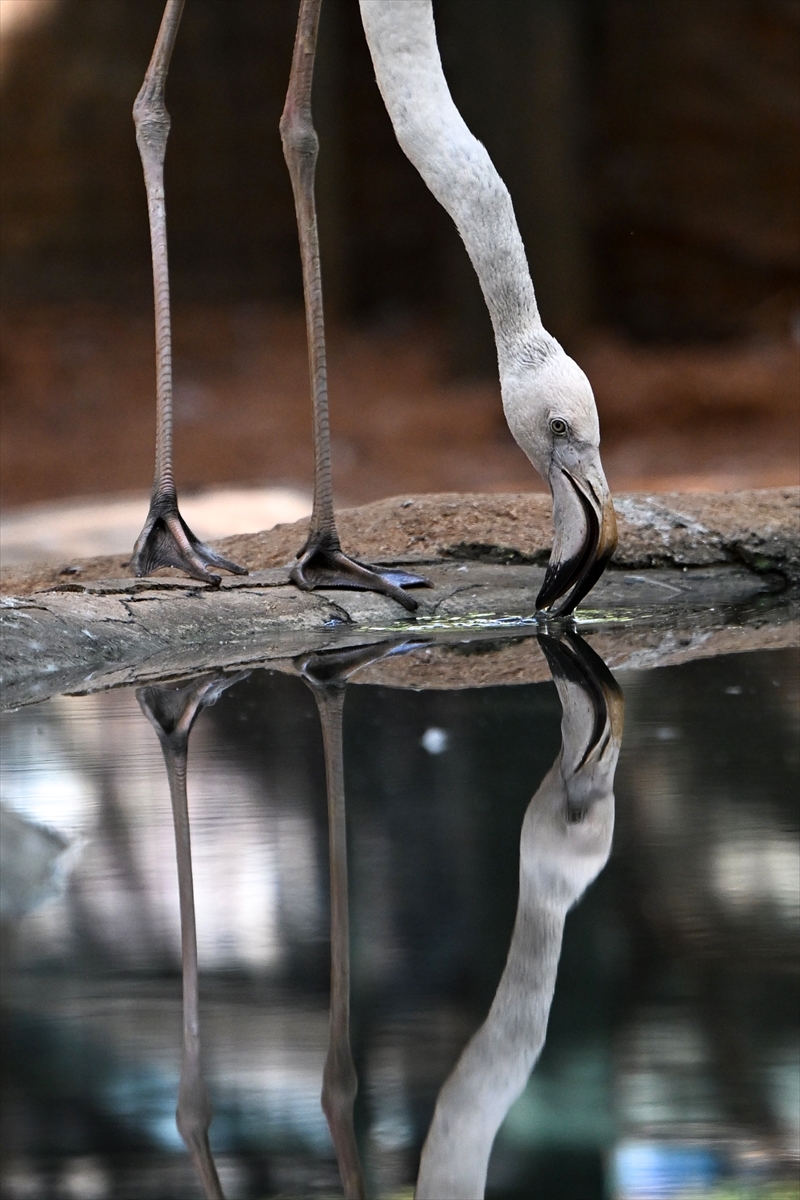 Gaziantep Doğal Yaşam Parkı'nda flamingo sayısı 52'ye ulaştı