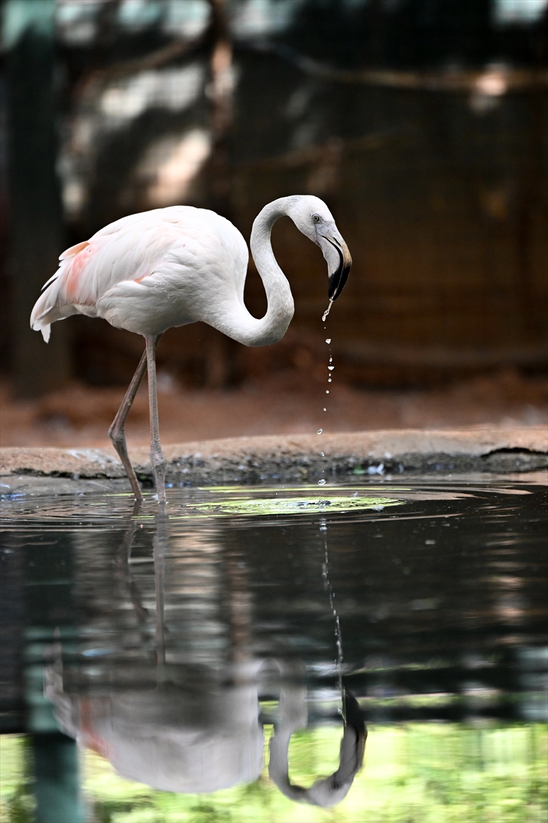 Gaziantep Doğal Yaşam Parkı'nda flamingo sayısı 52'ye ulaştı