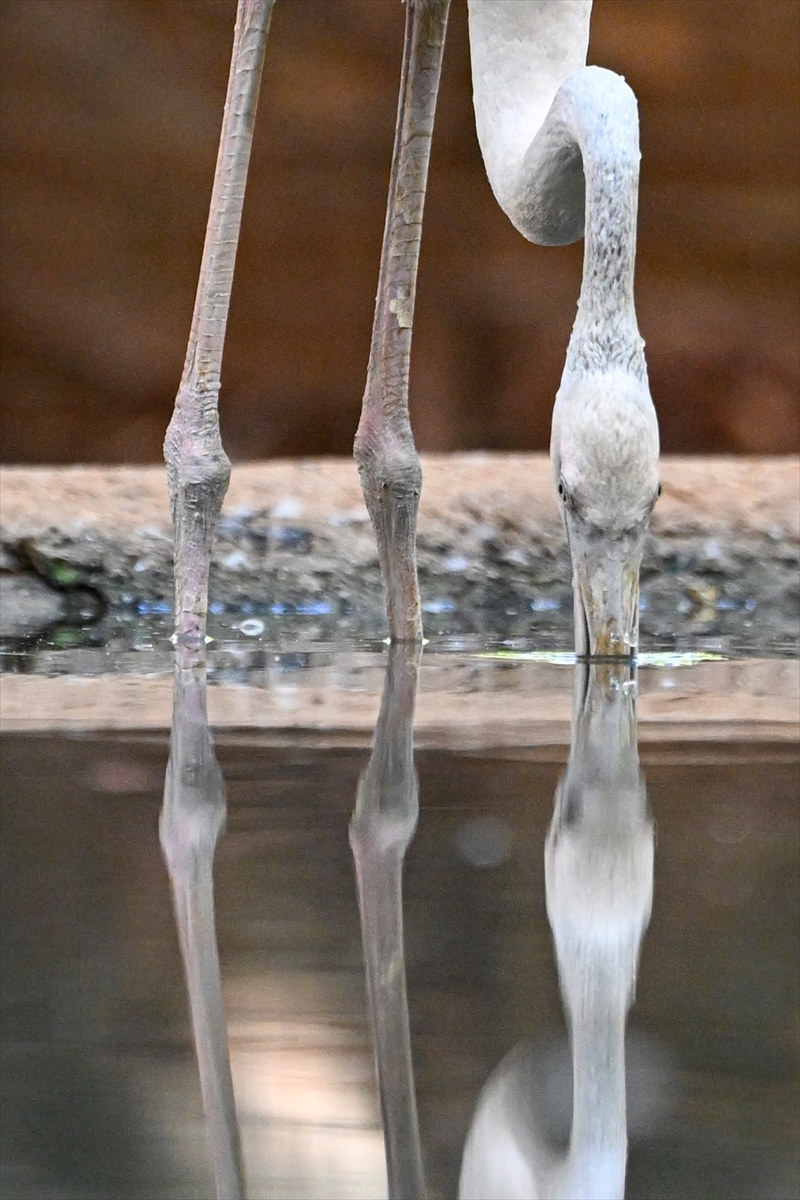 Gaziantep Doğal Yaşam Parkı'nda flamingo sayısı 52'ye ulaştı