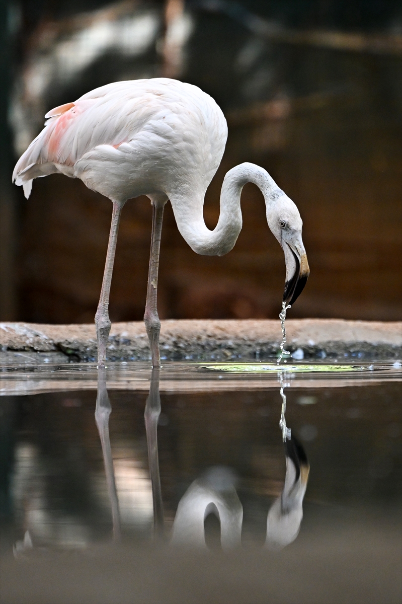 Gaziantep Doğal Yaşam Parkı'nda flamingo sayısı 52'ye ulaştı