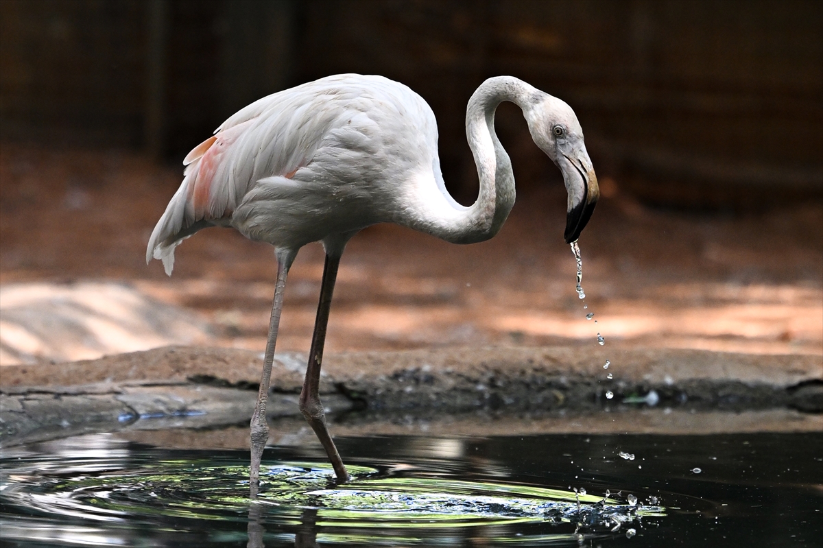 Gaziantep Doğal Yaşam Parkı'nda flamingo sayısı 52'ye ulaştı
