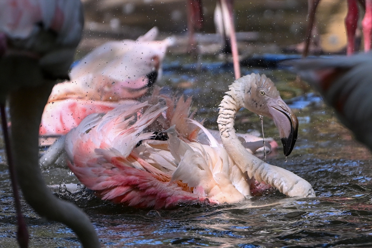 Gaziantep Doğal Yaşam Parkı'nda flamingo sayısı 52'ye ulaştı