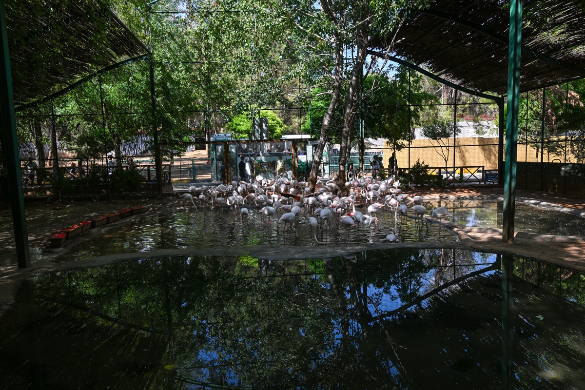 Gaziantep Doğal Yaşam Parkı'nda flamingo sayısı 52'ye ulaştı