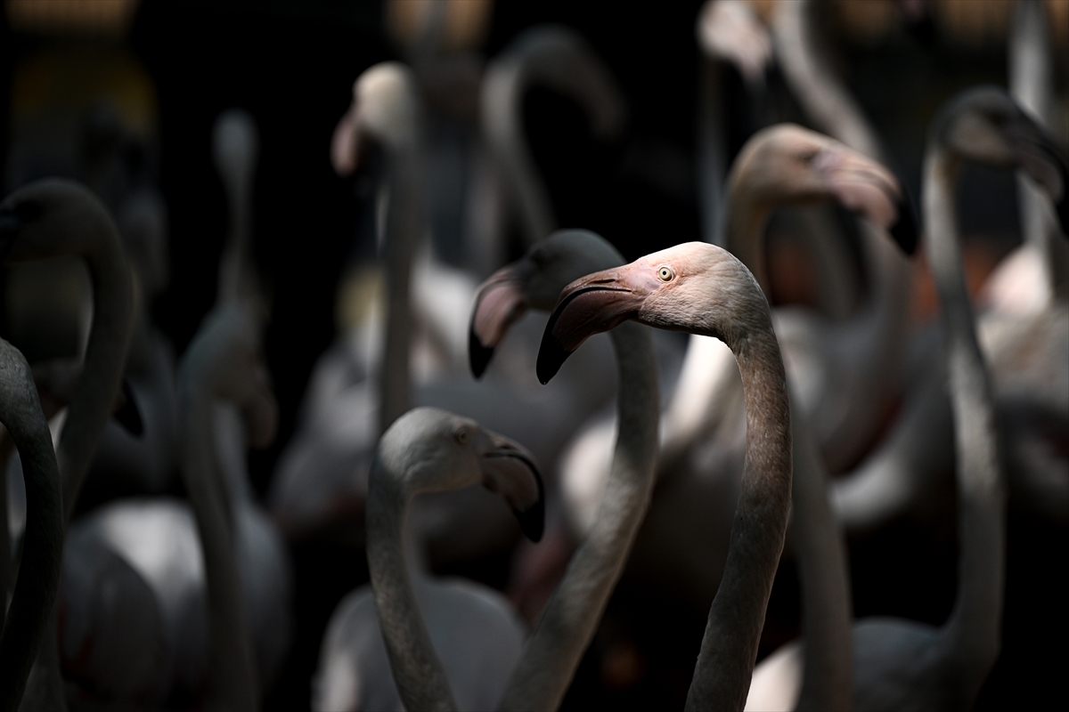 Gaziantep Doğal Yaşam Parkı'nda flamingo sayısı 52'ye ulaştı