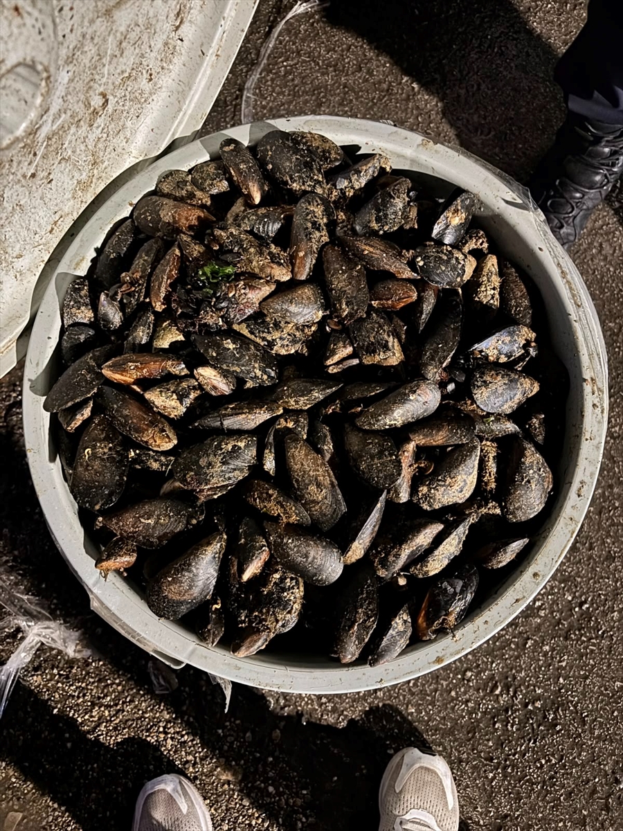 Bolu'da ele geçirilen 650 kilogram bozuk midye imha edildi