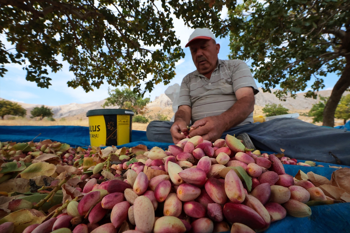 Malatya'da kayısıya alternatif fıstık hasadı başladı