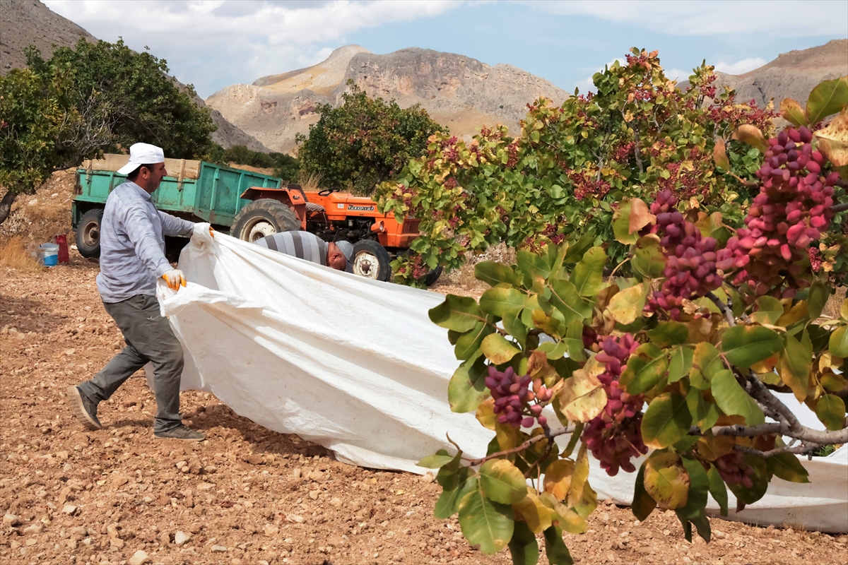 Malatya'da kayısıya alternatif fıstık hasadı başladı