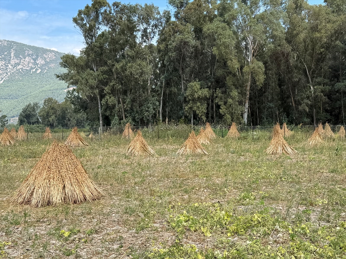 Muğla'da 2. Gökova Susamı Hasat Festivali 3-4 Ekim'de