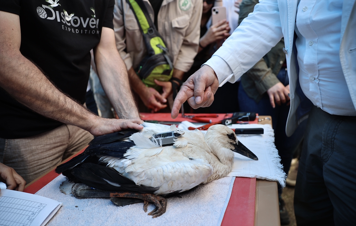 Uydu vericisiyle izlenen üç leylek Mısır ve Suriye'ye ulaştı
