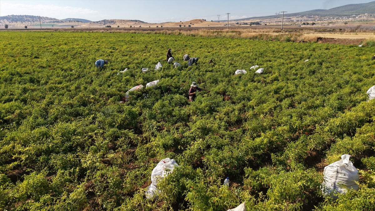 Kahramanmaraş'ta Maraş biberi hasadı başladı: 22 bin ton bekleniyor
