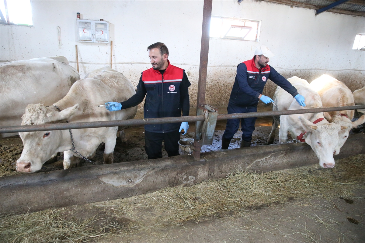 Kars'ta şap hastalığına karşı yoğun aşılama seferberliği