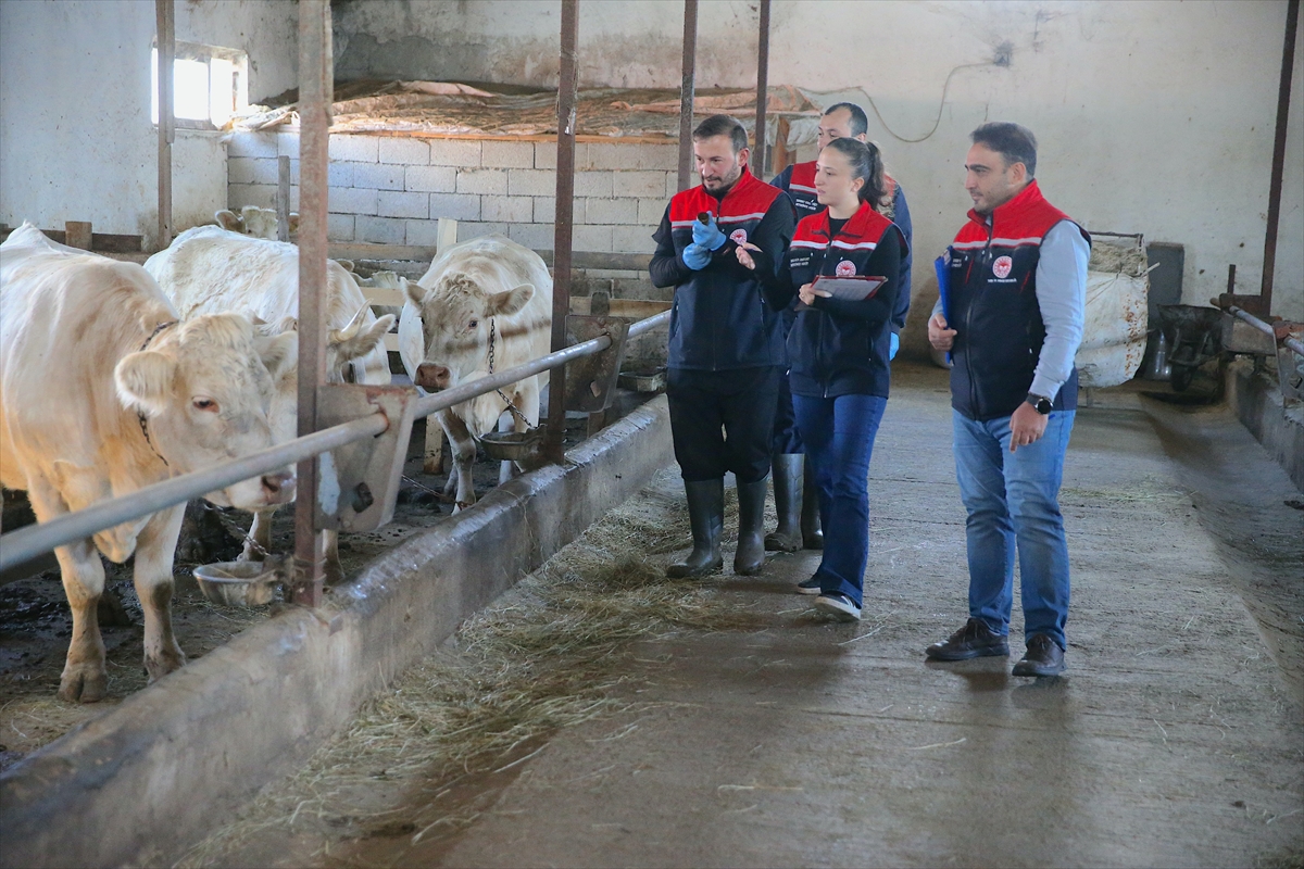 Kars'ta şap hastalığına karşı yoğun aşılama seferberliği