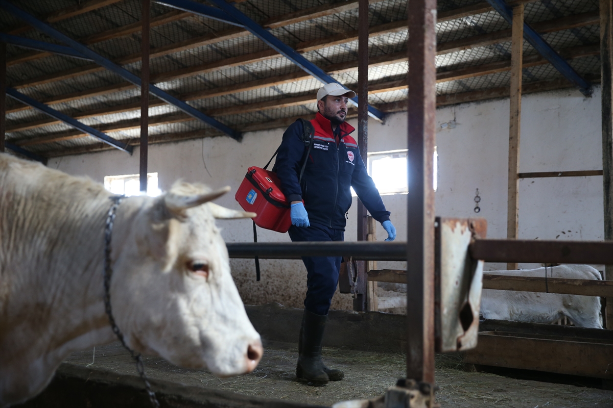 Kars'ta şap hastalığına karşı yoğun aşılama seferberliği
